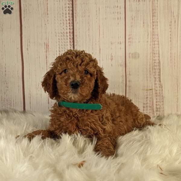 Lacey, Goldendoodle Puppy